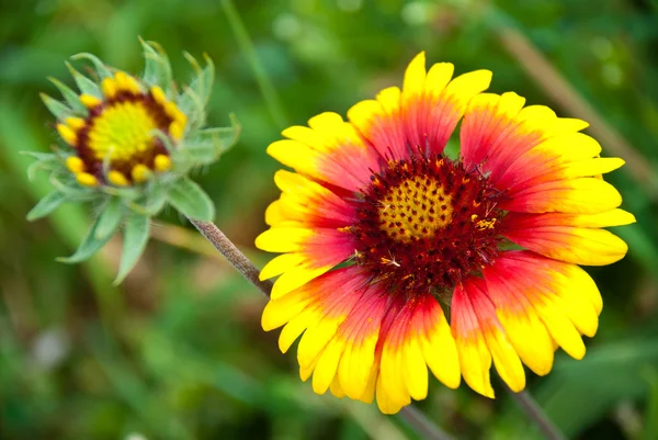 stock image Beautiful flower