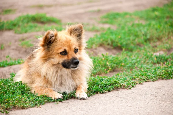 Pies leżący na trawie — Zdjęcie stockowe