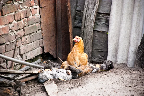 stock image Chicken on a farm