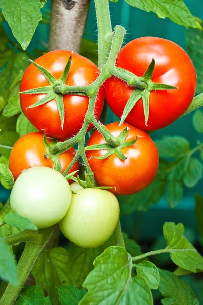 Crescimento de tomate — Fotografia de Stock