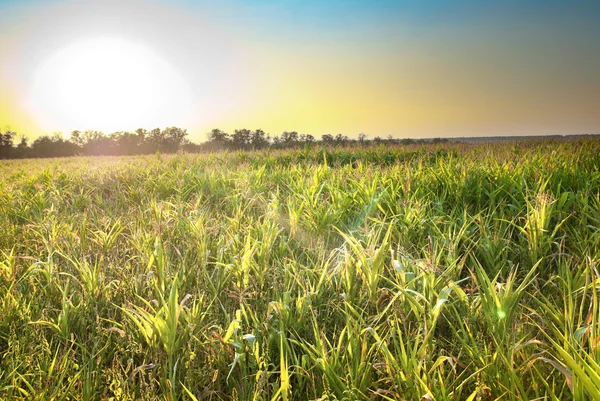 stock image Beautiful landscape