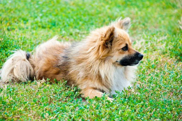 Hund liegt auf dem Gras — Stockfoto