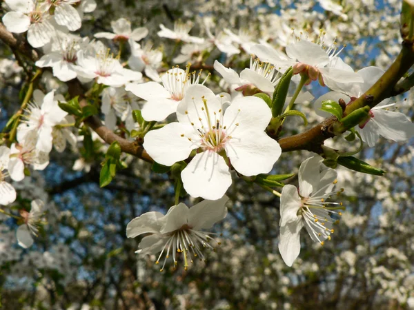 Kvetoucí pupeny na stromě — Stock fotografie