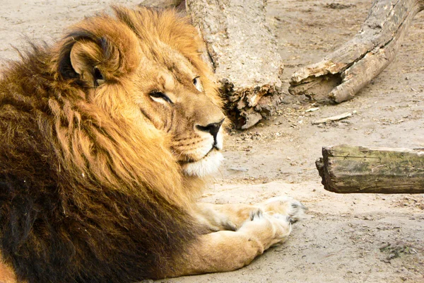 Kara aslan — Stok fotoğraf