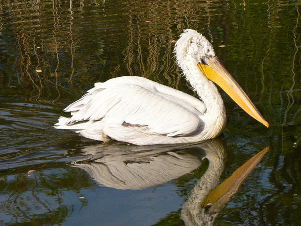 Stock image Pelican