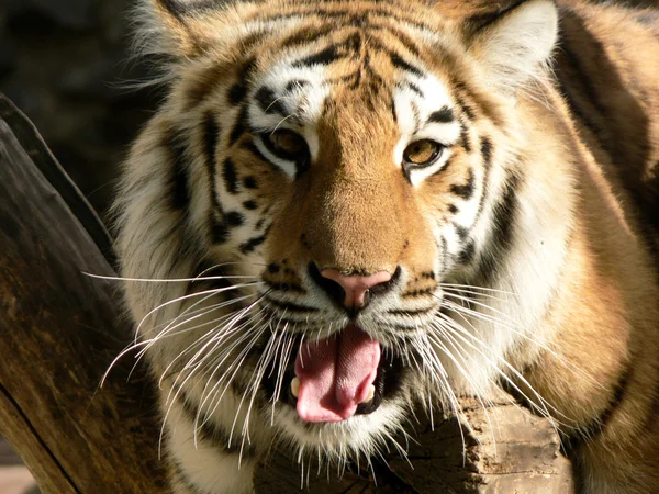 Tiger auf einem Ast — Stockfoto