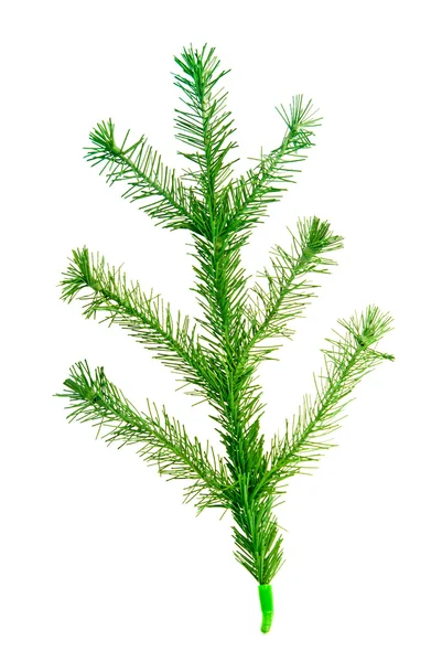 Boże Narodzenie drzewo gałązka — Zdjęcie stockowe