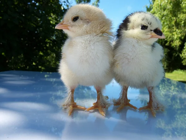 Fresh living newborn cute chick from chicken — Stock Photo, Image