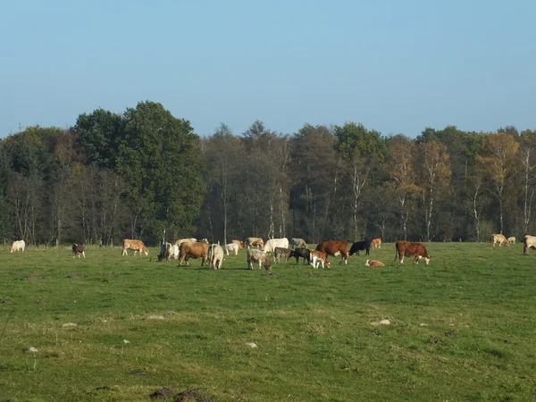 Vaca nodriza pastando en un verde en verano —  Fotos de Stock