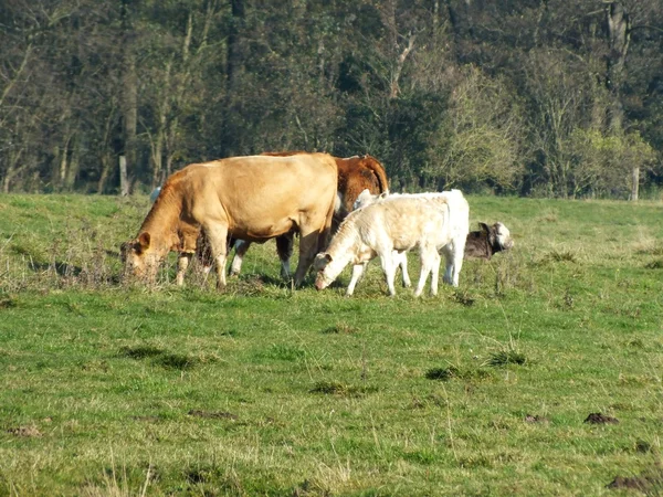 Krowy mamki wypas na zielony w lecie — Zdjęcie stockowe