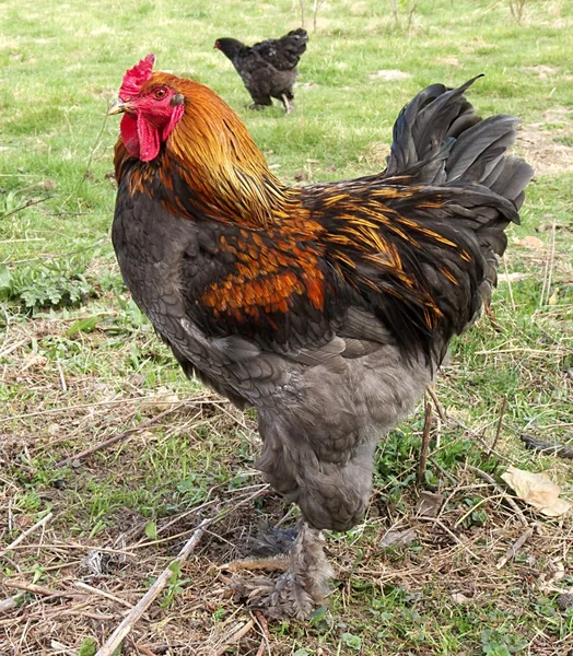 Head of the cock is photographed close-up — Stock Photo, Image