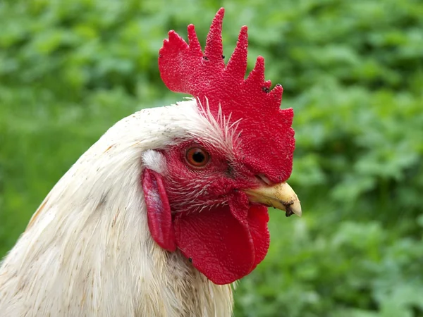 Cabeza de la polla es fotografiado de cerca — Foto de Stock