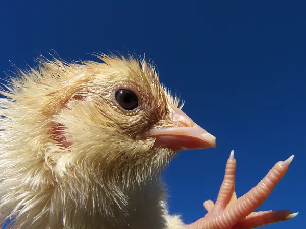 Fresco vivo recém-nascido bonito pinto de frango — Fotografia de Stock