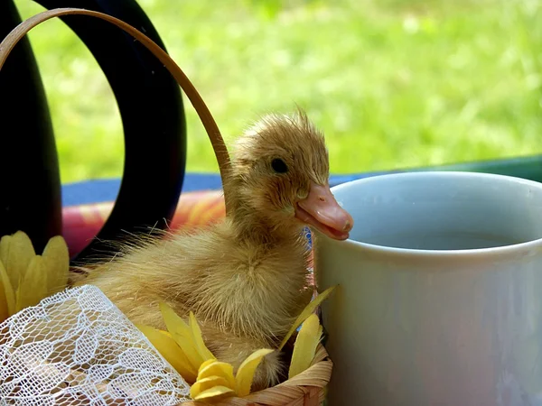 Junge niedliche kleine Ente auf hellem Hintergrund — Stockfoto