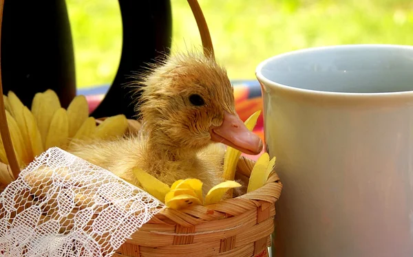 Junge niedliche kleine Ente auf hellem Hintergrund — Stockfoto