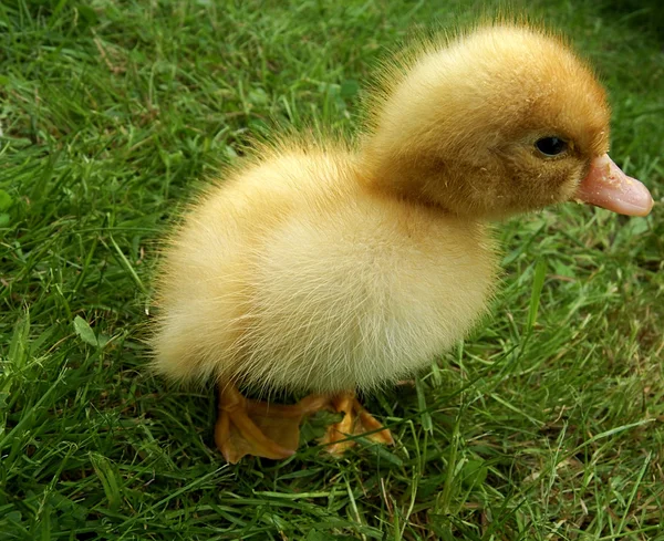Fiatal aranyos kis kacsa a világos háttér — Stock Fotó