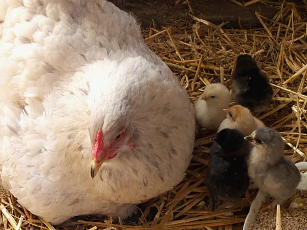 Świeże życia noworodka ładny laska z kurczaka — Zdjęcie stockowe