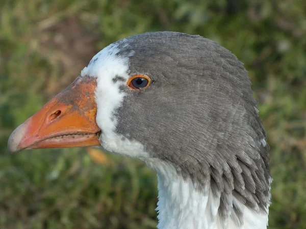 Closeup of a spotted goose — Stock Photo, Image
