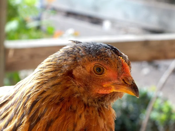 Brown chicken — Stock Photo, Image