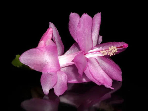 ดอกไม้สีชมพู — ภาพถ่ายสต็อก
