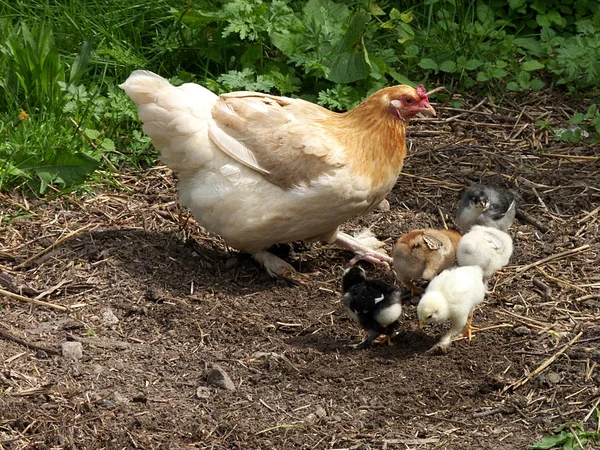 닭에서 신선한 생활 신생아 귀여운 병아리 — 스톡 사진