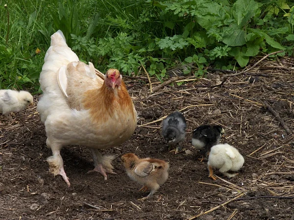 Свежий живой новорожденный милый цыпленок — стоковое фото