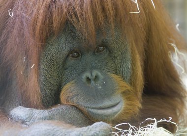 orangutan