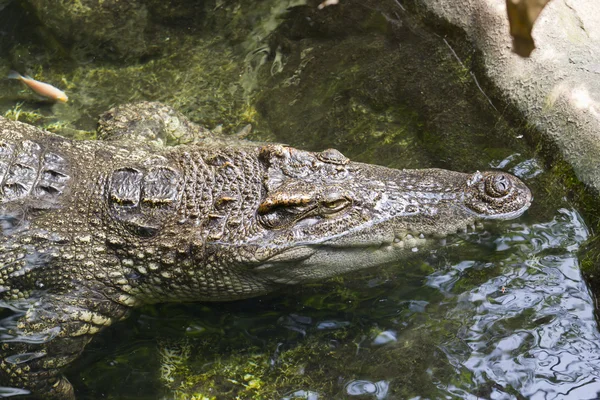 stock image Crocodile