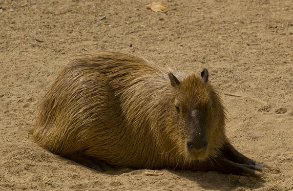 Capybara — Photo