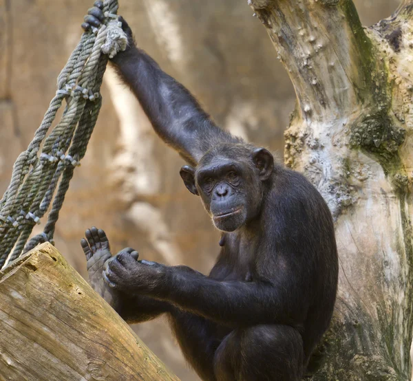 침팬지는 나무에서 — 스톡 사진