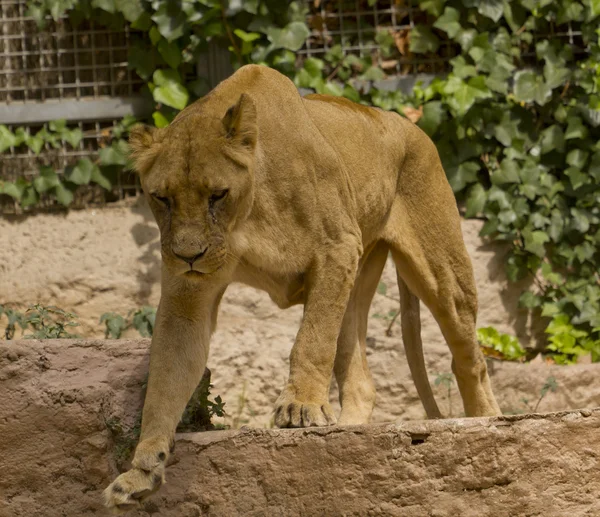Африканський левиця — стокове фото