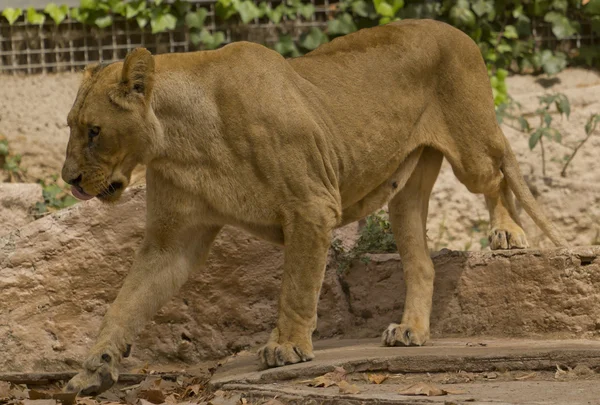 Африканський левиця — стокове фото