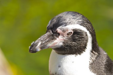 humboldt pengueni