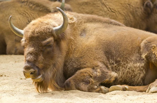 Bisonte europeu — Fotografia de Stock