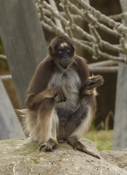 Macaco-aranha — Fotografia de Stock