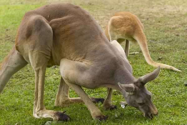 Red Kangaroo — Stock Photo, Image