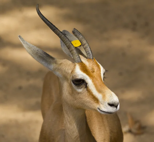 Közönséges gazella — Stock Fotó