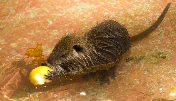 Pequeno roedor — Fotografia de Stock