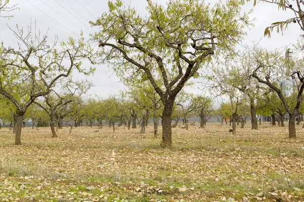 Мигдальні дерева восени — стокове фото