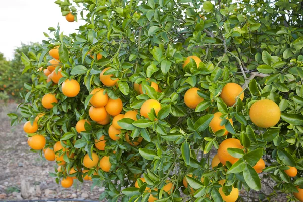 발렌시아 오렌지 나무 — 스톡 사진
