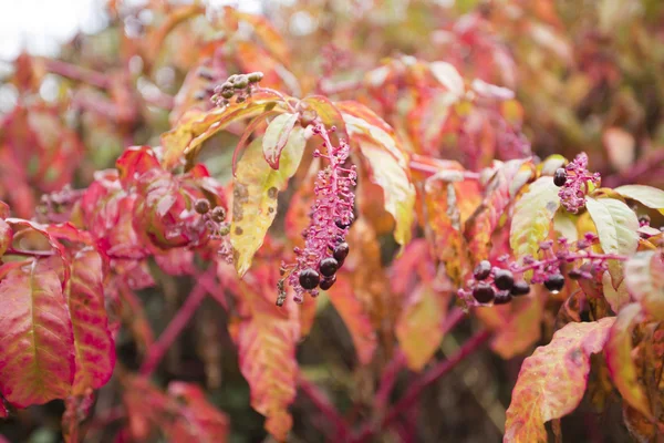 stock image Fall Flowers