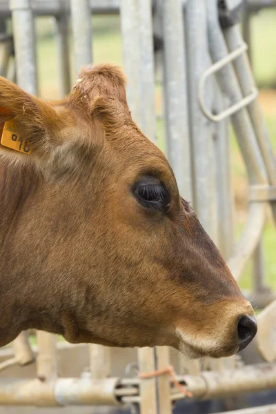 Head of a cow — Stock Photo, Image