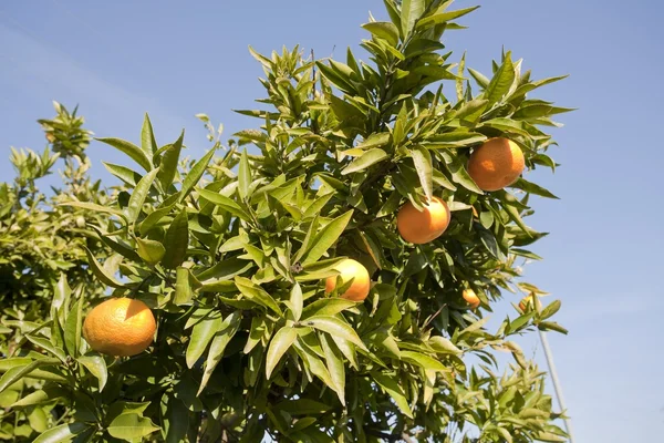 Árbol con fruta — Foto de Stock