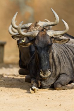 Mavi wildebeest Siyah sakallı