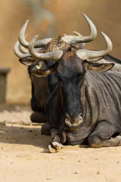 Mavi wildebeest Siyah sakallı — Stok fotoğraf