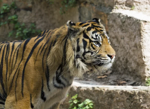 stock image Royal bengal tiger