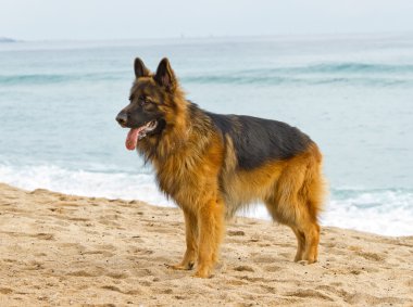 German Shepherd Dog clipart