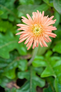 Turuncu gerbera çiçek