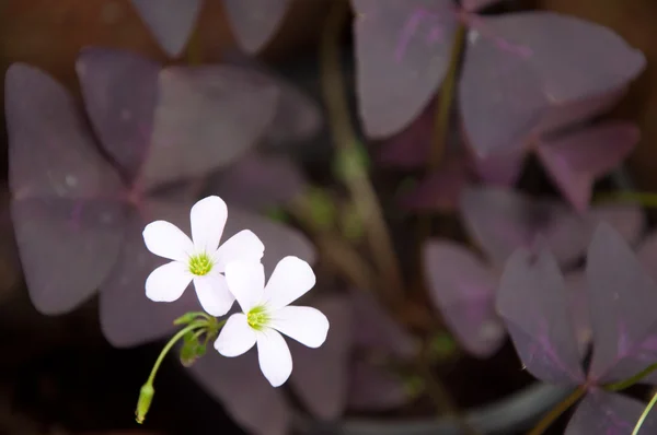 Nacht Schmetterling weiße Blume — Stockfoto