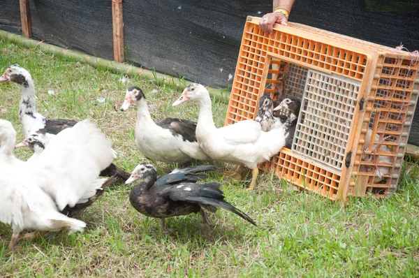 White ducks — Stock Photo, Image